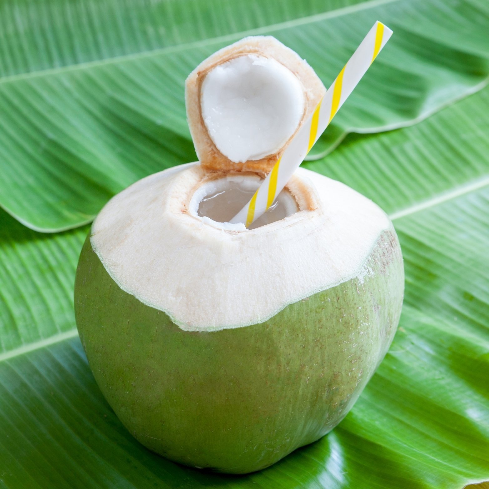 Coconut 